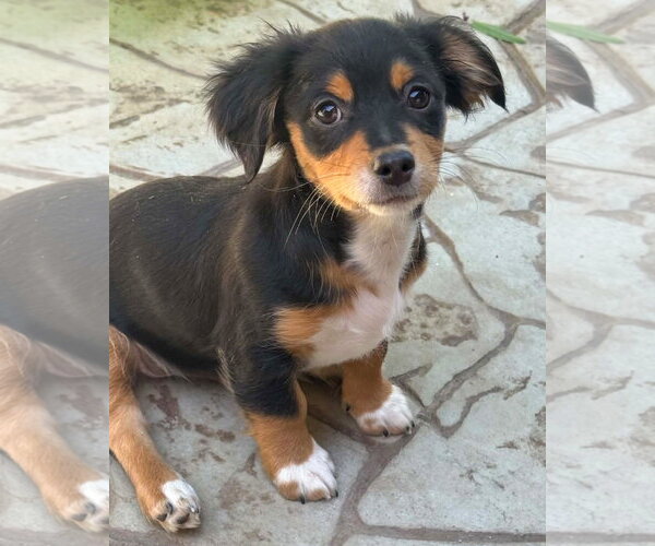 Medium Photo #1 Chihuahua-Colonial Cocker Spaniel Mix Puppy For Sale in Corona, CA, USA