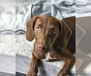 Dachshund-Unknown Mix Dogs for adoption in Wheaton, IL, USA