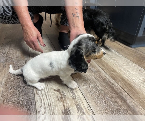 Medium Photo #1 Dachshund Puppy For Sale in LOGANVILLE, GA, USA