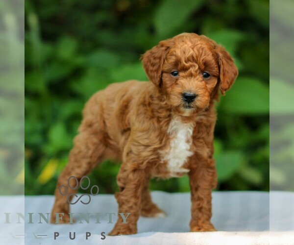Medium Photo #1 Goldendoodle (Miniature) Puppy For Sale in EAST EARL, PA, USA
