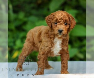 Goldendoodle (Miniature) Puppy for sale in EAST EARL, PA, USA