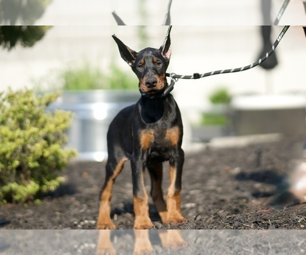 Medium Photo #2 Doberman Pinscher Puppy For Sale in WARSAW, IN, USA