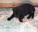 Small #5 Labrador Retriever