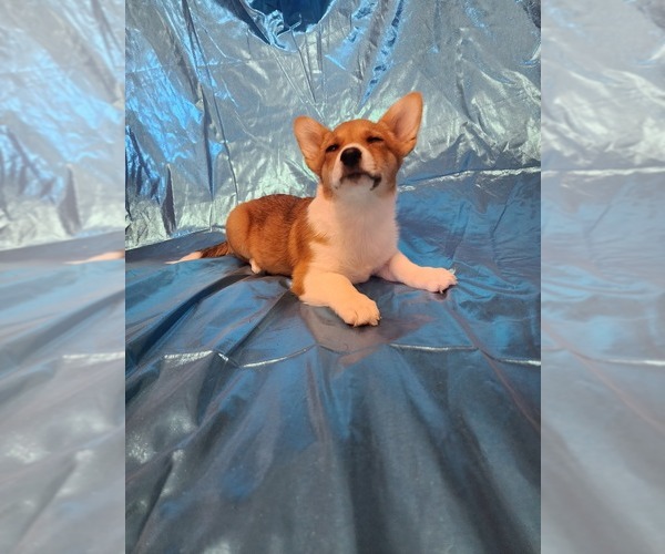 Medium Photo #1 Pembroke Welsh Corgi Puppy For Sale in WINDSOR, CO, USA