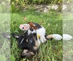 Small Photo #65 Pembroke Welsh Corgi Puppy For Sale in PERKINSVILLE, VT, USA