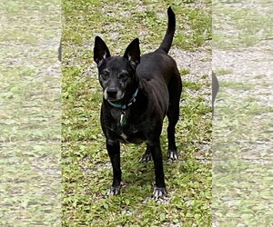 Trixie - Female Mutt Dog for Adoption - Photo #6