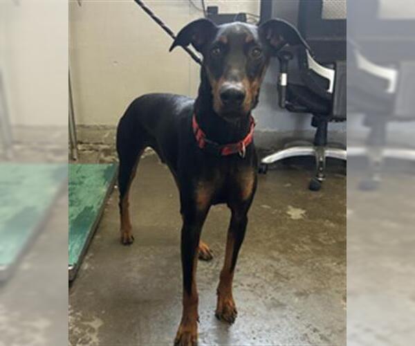 Medium Photo #1 Doberman Pinscher Puppy For Sale in Camarillo, CA, USA