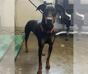 Doberman Pinscher Dogs for adoption in Camarillo, CA, USA