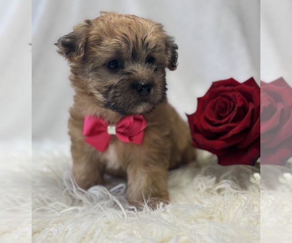 Medium Photo #2 Morkie Puppy For Sale in ROCK STREAM, NY, USA