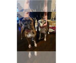 Small #2 Boxer