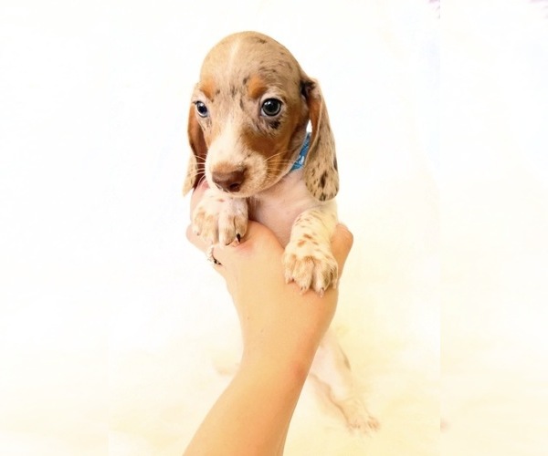 Medium Photo #9 Dachshund Puppy For Sale in DAVIS, CA, USA