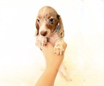 Small #8 Dachshund