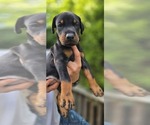 Puppy White collar Doberman Pinscher
