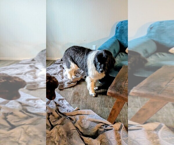 Medium Photo #7 Newfoundland Puppy For Sale in LAS VEGAS, NV, USA