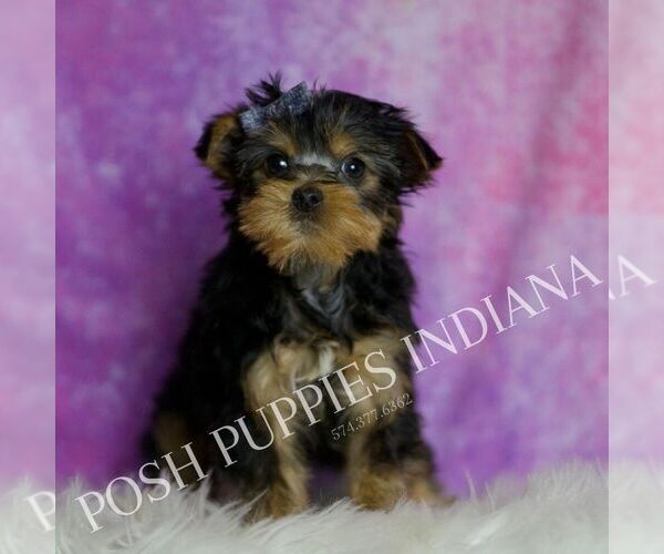 Medium Photo #60 Yorkshire Terrier Puppy For Sale in WARSAW, IN, USA