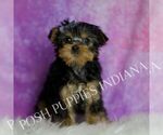 Small Photo #60 Yorkshire Terrier Puppy For Sale in WARSAW, IN, USA