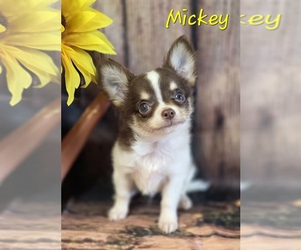 Medium Photo #5 Chihuahua Puppy For Sale in HOMERVILLE, GA, USA