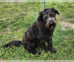 Poodle (Standard)-Unknown Mix Dogs for adoption in Bandera, TX, USA