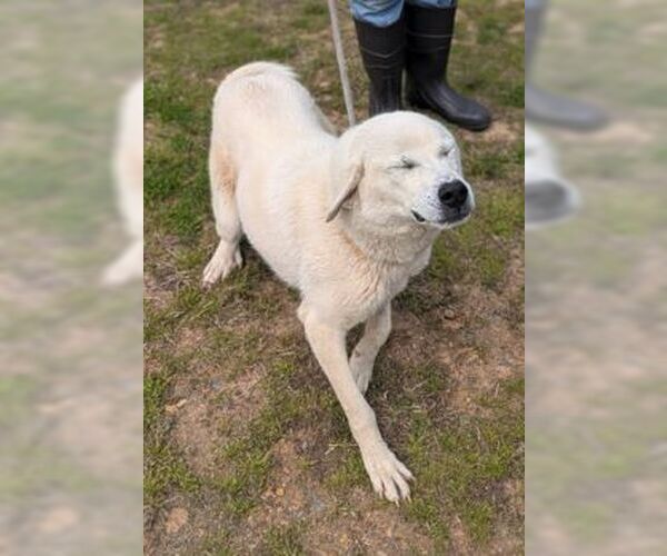 Medium Photo #3 Labrador Retriever Puppy For Sale in Rockaway, NJ, USA