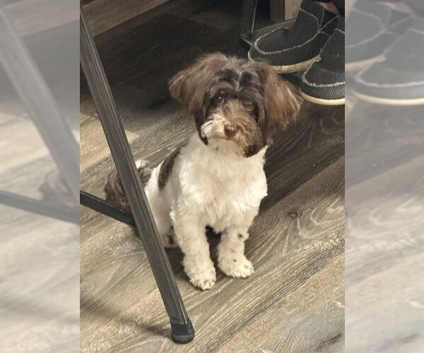 Medium Photo #2 Havanese Puppy For Sale in Fort Wayne, IN, USA