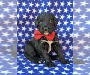 Aussiedoodle Puppy for sale in PORT DEPOSIT, MD, USA