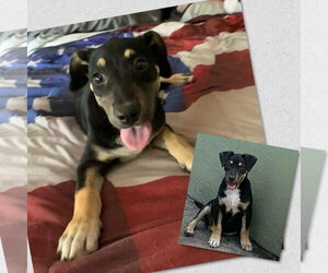 Labrador Retriever-Unknown Mix Dogs for adoption in Naples, FL, USA