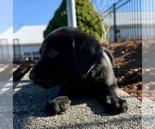 Medium Photo #2 Labrador Retriever Puppy For Sale in GREENCASTLE, PA, USA