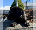 Small #1 Labrador Retriever