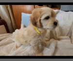 Small #29 Lhasa Apso