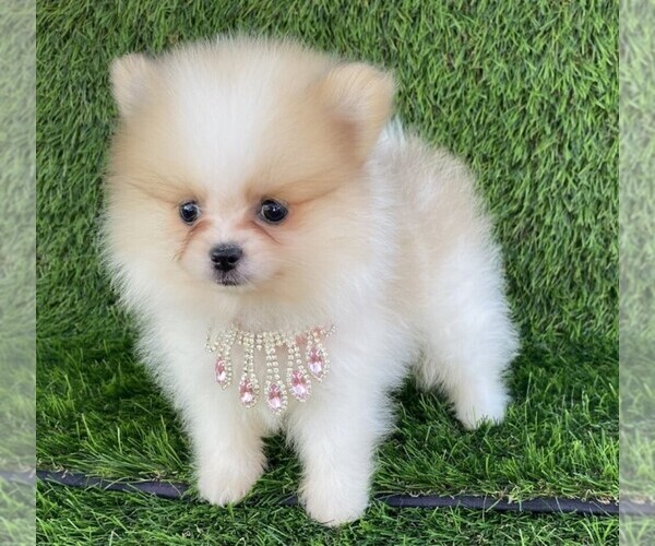 Medium Photo #2 Pomeranian Puppy For Sale in PEMBROKE PINES, FL, USA