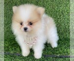 Small #1 Pomeranian