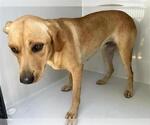 Small Labrador Retriever Mix