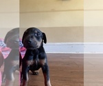 Small Photo #1 Doberman Pinscher Puppy For Sale in OQUAWKA, IL, USA