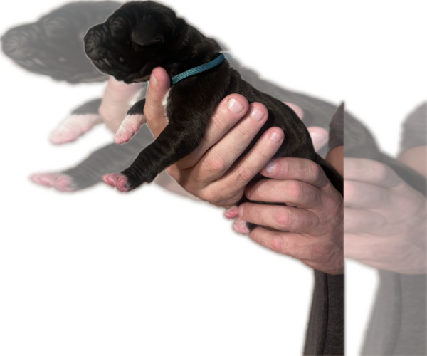 Medium Photo #10 Great Dane Puppy For Sale in WILLIS, TX, USA