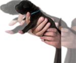 Flo - Female Great Dane Puppy for Sale - Photo #10