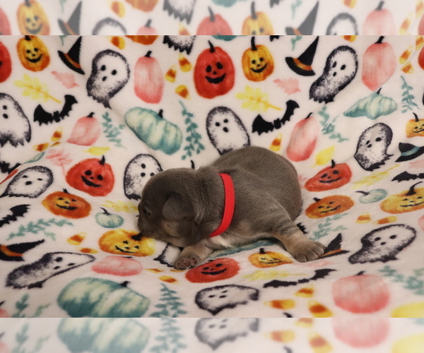 Medium Photo #2 French Bulldog Puppy For Sale in MANCHESTER, MI, USA