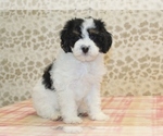 Small Miniature Bernedoodle