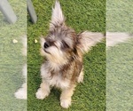Small Photo #7 Schnauzer (Miniature) Puppy For Sale in LAS VEGAS, NV, USA
