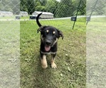 Puppy 2 German Shepherd Dog-Siberian Husky Mix