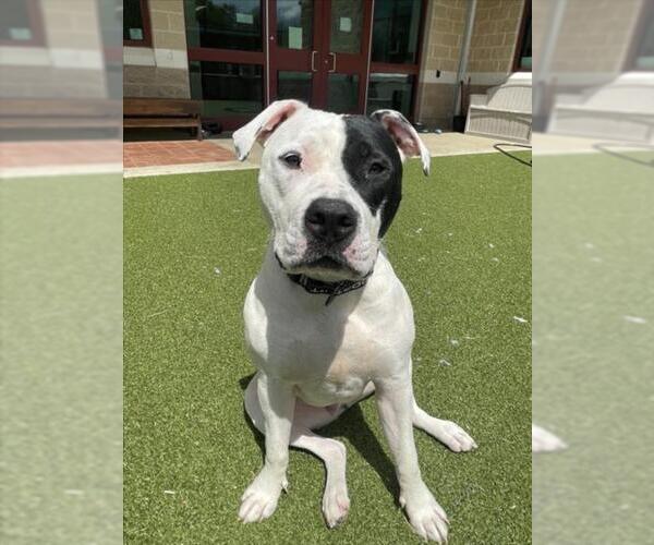 Medium Photo #1 American Bulldog Puppy For Sale in Derwood, MD, USA