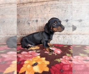 Dachshund Puppy for sale in VERMONTVILLE, MI, USA