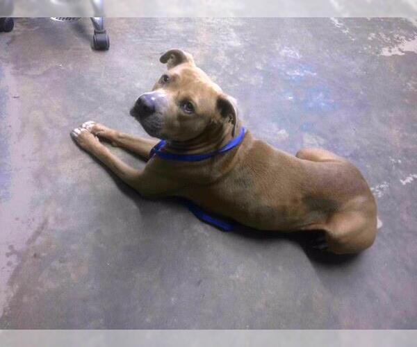 Medium Photo #1 American Pit Bull Terrier-Unknown Mix Puppy For Sale in Tallahassee, FL, USA