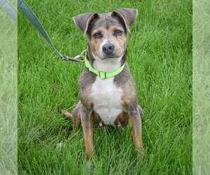 Piper - Female Beagle-Unknown Mix Dog for Adoption - Photo #4