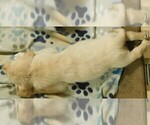 Small Photo #15 Golden Retriever Puppy For Sale in IDAHO SPRINGS, CO, USA