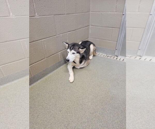 Medium Photo #7 Siberian Husky Puppy For Sale in Cumming, GA, USA