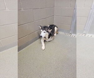 Onyx - Male Siberian Husky Dog for Adoption - Photo #7