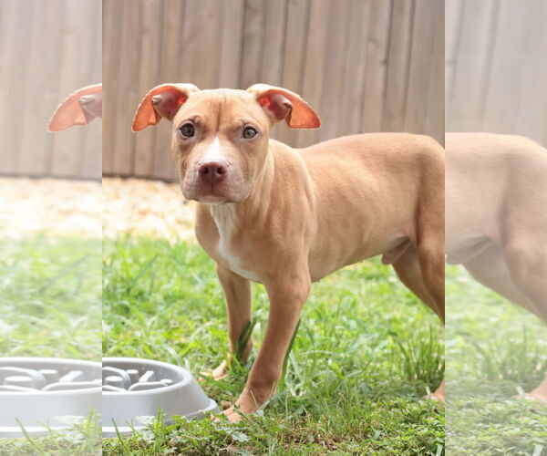 Medium Photo #6 Mutt Puppy For Sale in Philadelphia, PA, USA