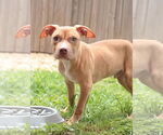 Small #5 Mutt