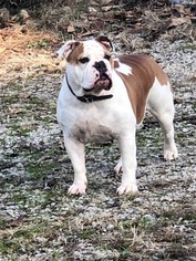 Mother of the Bulldog puppies born on 01/15/2019