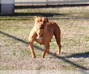 Mutt Dogs for adoption in Grovetown, GA, USA